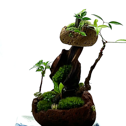 苔盆景 苔盆栽 風渡る天空の庭 - 桜島溶岩石と山野草の苔アート 盆栽