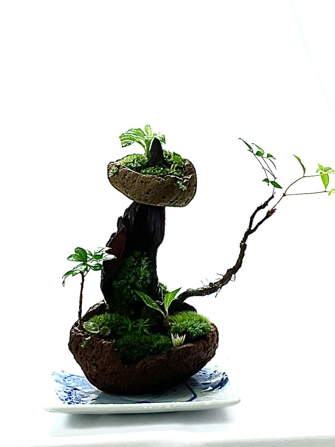 ❣️苔アート❣️ガラス水槽 自然風景レイアウト[送料込み] ❣️苔アート❣️ガラス水槽 自然風景レイアウト[送料込み]