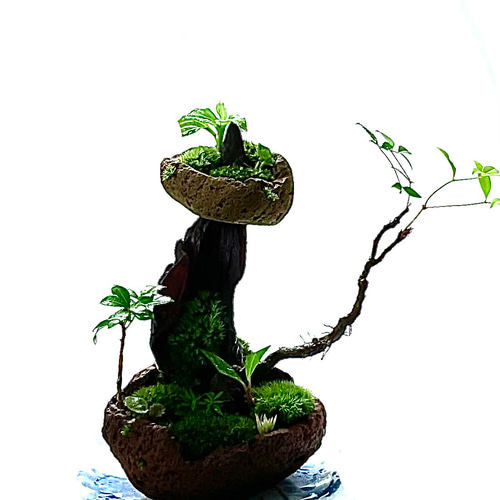 ❣️苔アート❣️ガラス水槽 自然風景レイアウト[送料込み] ガラスボールの中に作った苔テラリウムです。 曲線のラインが
