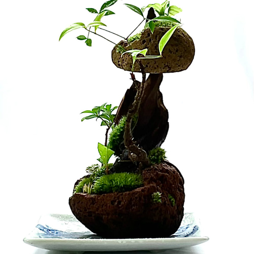 苔盆景 苔盆栽 風渡る天空の庭 - 桜島溶岩石と山野草の苔アート 盆栽