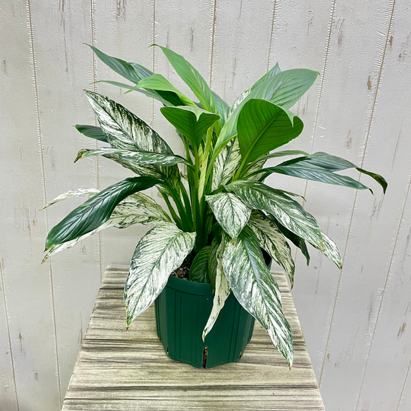 絵画のような美しさ〝斑入りスパティフィラム・センセーション