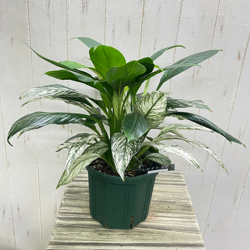 絵画のような美しさ〝斑入りスパティフィラム・センセーション