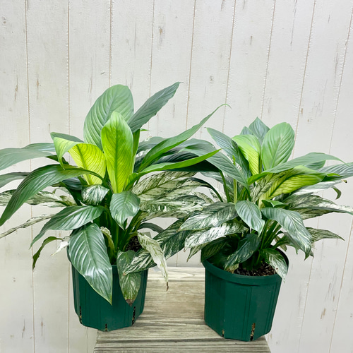 絵画のような美しさ〝斑入りスパティフィラム・センセーション