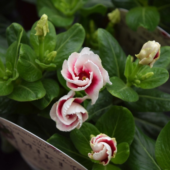 カップ咲きニチニチソウ MIKI ニチニチソウ ビンカ 花苗 花 苗