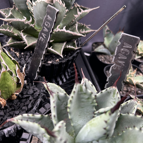 【オーダーメイド作品】　プランツタグ　植物タグ　園芸タグ　植物ラベル　アガベ ☆送料込み☆無骨なプランツタグ3本 オーダー文字入れ アガベ 塊根
