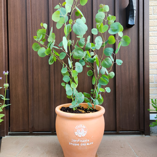 ボリューミー♡ ユーカリ ポポラス テラコッタ鉢植え 苗 苗木 シンボル