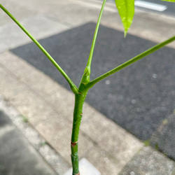 ちょこんと可愛いけど、少し大きめサイズ♪ 国内実生の斑入りパキラ《ミルキーウェイ》選べる個体オプション付き 5枚目の画像
