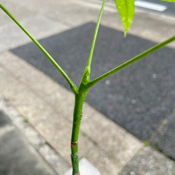 ちょこんと可愛いけど、少し大きめサイズ♪ 国内実生の斑入りパキラ《ミルキーウェイ》選べる個体オプション付き 5枚目の画像