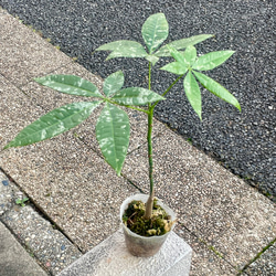 ちょこんと可愛いけど、少し大きめサイズ♪ 国内実生の斑入りパキラ《ミルキーウェイ》選べる個体オプション付き 2枚目の画像