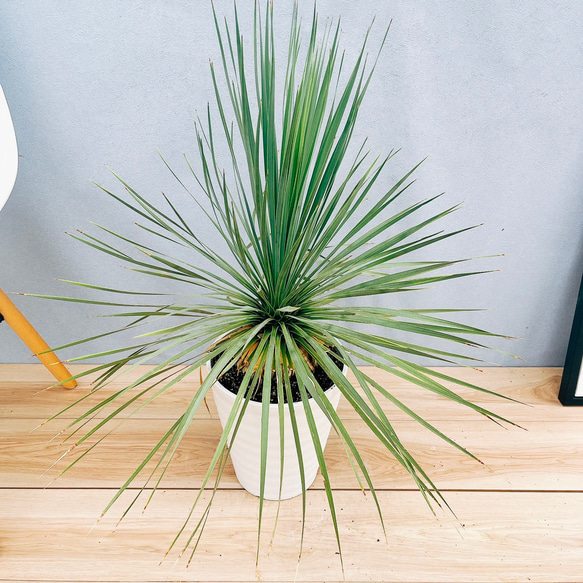 ［現品］98番　ユッカ　ロストラータ　サファイアスカイズ　7号　ドライガーデン 現品］98番 ユッカ ロストラータ サファイアスカイズ 7号 ドライ