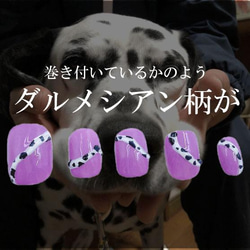 ダブル ダルメシアン 犬 ネイルチップ ワンちゃん 紫 ライラックカラー 白黒 愛犬 動物 アニマル だるめしあん 爪 4枚目の画像