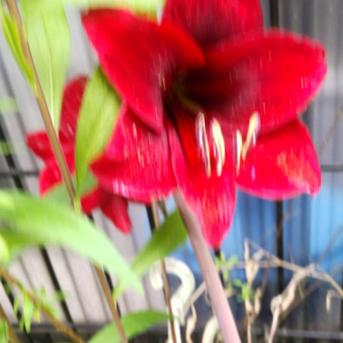 真紅のアマリリス【カランバ】燃えるようなヒッペアストラム開花終了後