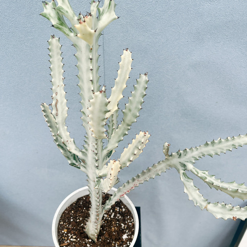 現品］【希少】24番 ユーフォルビア ホワイトゴースト 7号 観葉植物