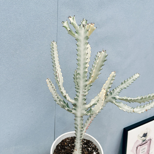 現品］【希少】24番 ユーフォルビア ホワイトゴースト 7号 観葉植物