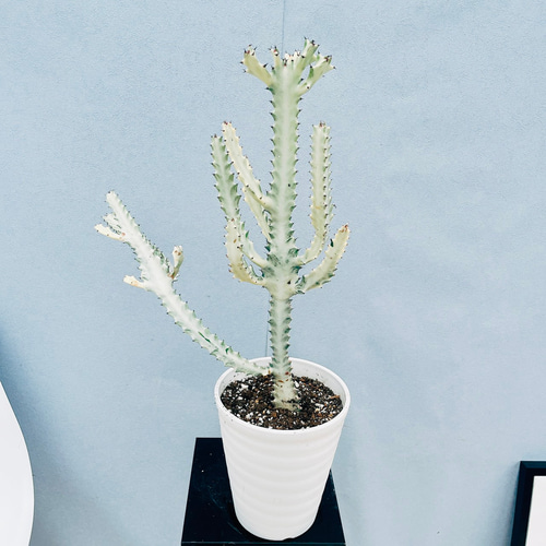 現品］【希少】24番 ユーフォルビア ホワイトゴースト 7号 観葉植物