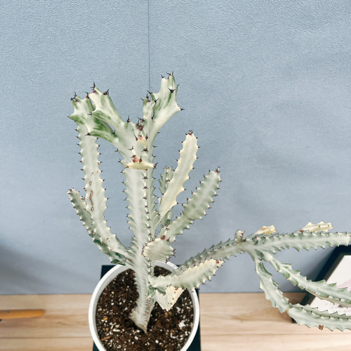 現品］【希少】24番 ユーフォルビア ホワイトゴースト 7号 観葉植物