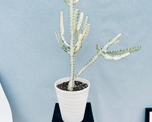 現品］【希少】24番 ユーフォルビア ホワイトゴースト 7号 観葉植物