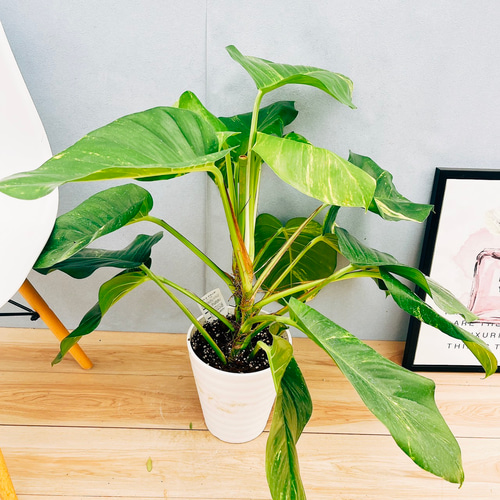 現品］【希少】3番 ポトス グランデ 7号 観葉植物 室内 大型 育て