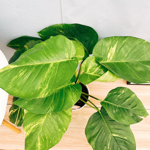 現品］【希少】3番 ポトス グランデ 7号 観葉植物 室内 大型 育て