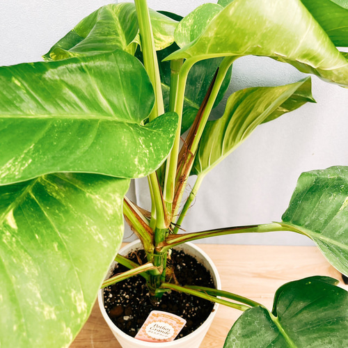 現品］【希少】3番 ポトス グランデ 7号 観葉植物 室内 大型 育て