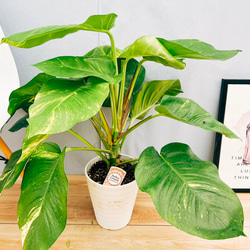 ea68ed1925e5eacadbec3cd3744dd3