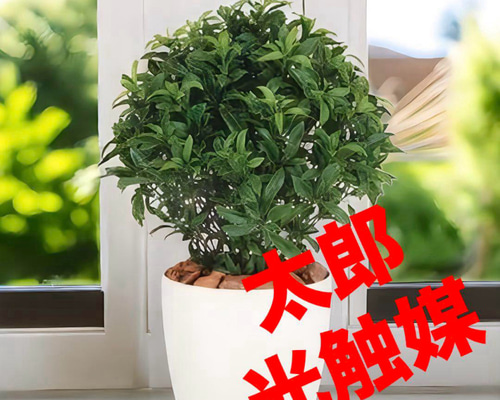 光触媒　人工観葉植物　ウォールグリーン　フェイクグリーン　ベイリーフ 光触媒 人工観葉植物 ウォールグリーン フェイクグリーン