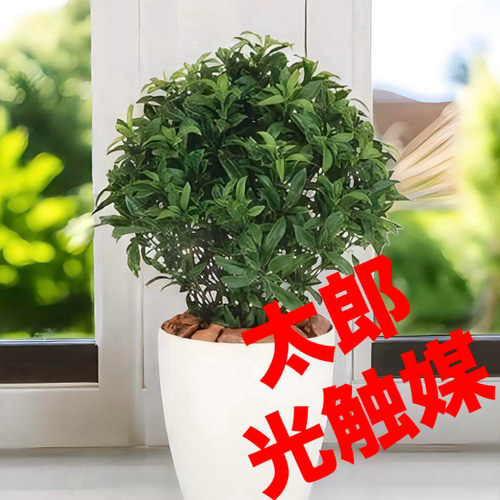 光触媒　人工観葉植物　ウォールグリーン　フェイクグリーン　ベイリーフ 光触媒 人工観葉植物 ウォールグリーン フェイクグリーン