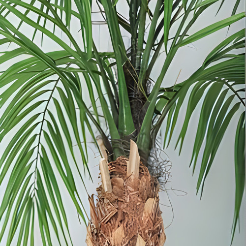 光触媒 人工観葉植物 フェイクグリーン フェニックス・ロベレニー PLUS