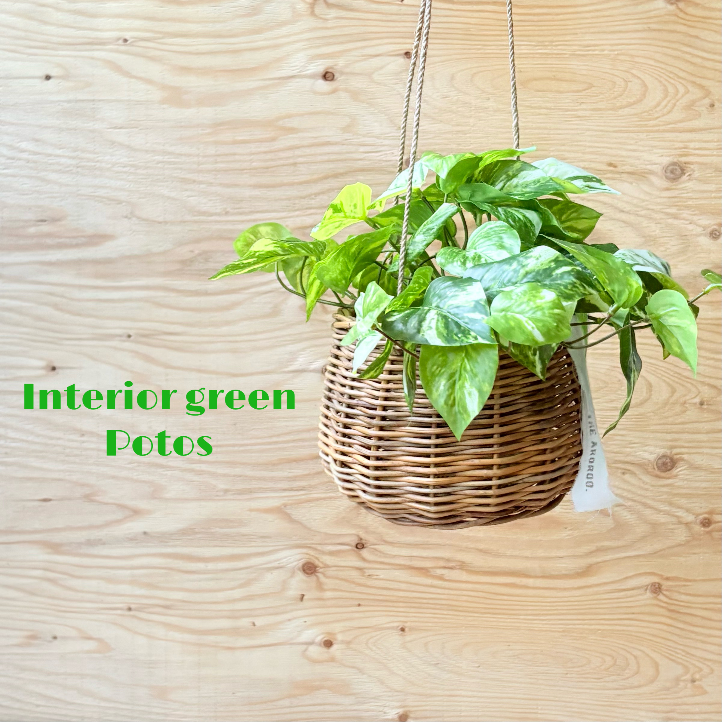 失敗しないフェイクグリーン　【吊り下げバスケット　フェイクポトス】【インテリアグリーン】リアル植物　まるで本物