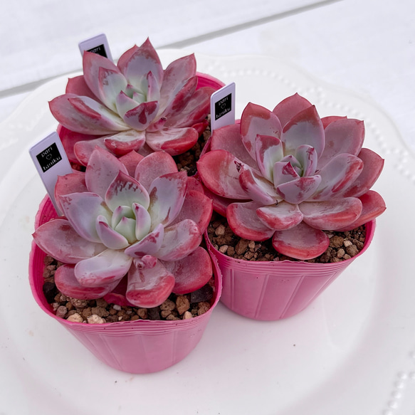 多肉植物 チャラ 韓国苗 多肉植物 pariʚ❤︎ɞtaniku