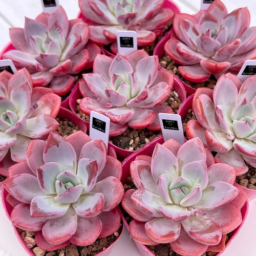 多肉植物 韓国苗 ☆ララたゃ☆様 多肉植物 韓国苗 ☆ララたゃ☆様 ララ – 多肉植物の通販・販売
