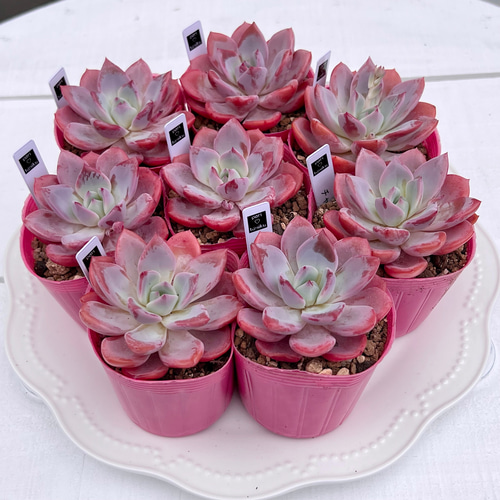 多肉植物 チャラ 韓国苗 多肉植物 pariʚ❤︎ɞtaniku