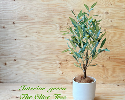 一点のみ やっぱり一番人気 憧れのオリーブの木 実付き リアル質感に