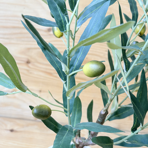 一点のみ やっぱり一番人気 憧れのオリーブの木 実付き リアル質感に