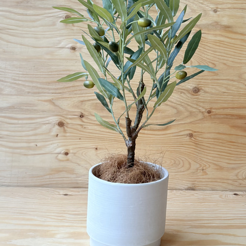 一点のみ やっぱり一番人気 憧れのオリーブの木 実付き リアル質感に