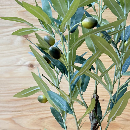 一点のみ やっぱり一番人気 憧れのオリーブの木 実付き リアル質感に