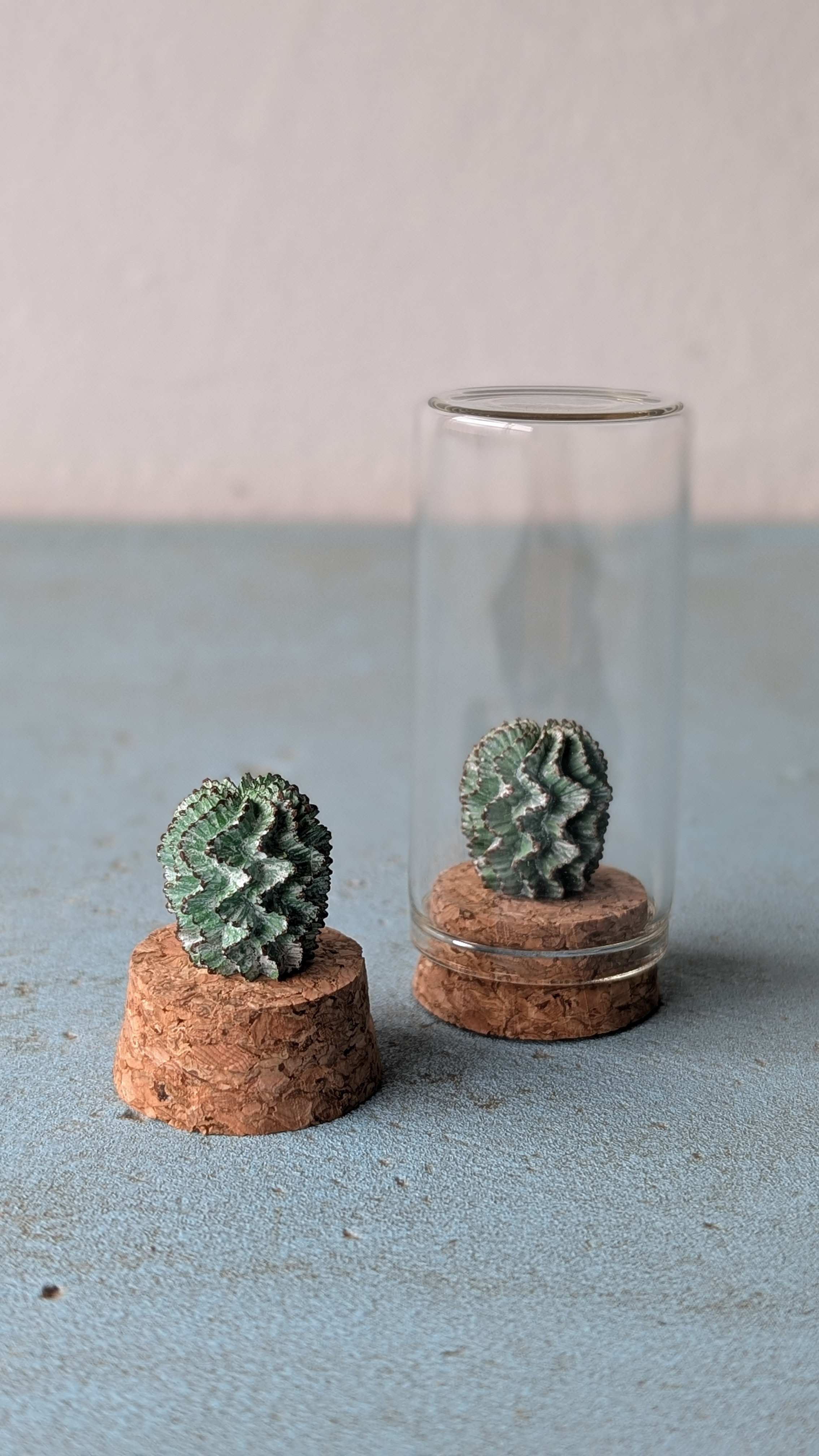 (ＣＰ)Euphorbia horrida