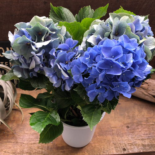 ヘイルストーン♡秋色アジサイ♡アンティークカラー♡紫陽花 アート