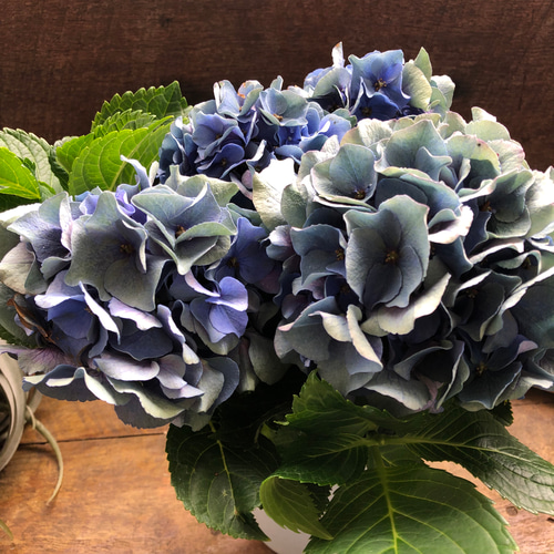 ヘイルストーン♡秋色アジサイ♡アンティークカラー♡紫陽花 アート