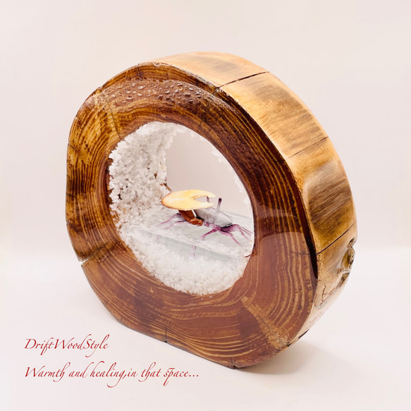 海の世界を閉じ込めた流木アート 浅瀬を歩くシオマネキ カニ 水中ジオラマ 流木 オブジェ アクアリウム N5 5枚目の画像