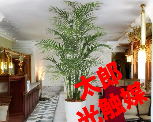 光触媒　人工観葉植物　ウォールグリーン　フェイクグリーン　アレカヤシアレンジ特大 光触媒 人工観葉植物 ウォールグリーン フェイクグリーン アレカヤシ