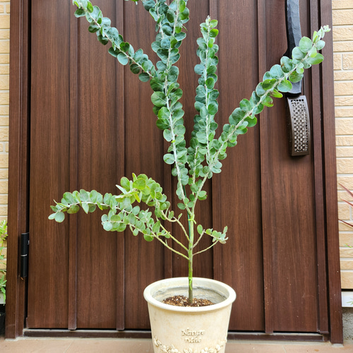再販♡ パールアカシア アンティーク風テラコッタ鉢植え ミモザ