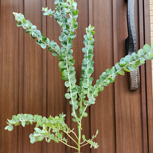 再販♡ パールアカシア アンティーク風テラコッタ鉢植え ミモザ