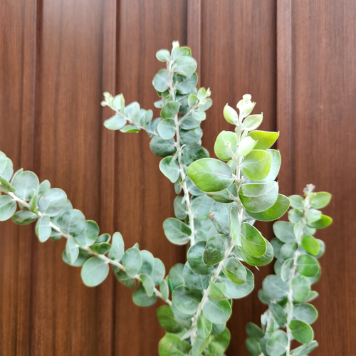 再販♡ パールアカシア アンティーク風テラコッタ鉢植え ミモザ