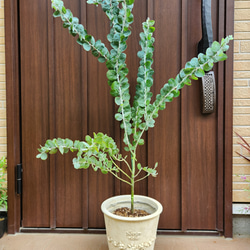 オリーブ　エルグレコ　テラコッタ鉢植え　苗　シンボルツリー オリーブ　エルグレコ　テラコッタ鉢植え　苗　シンボルツリー