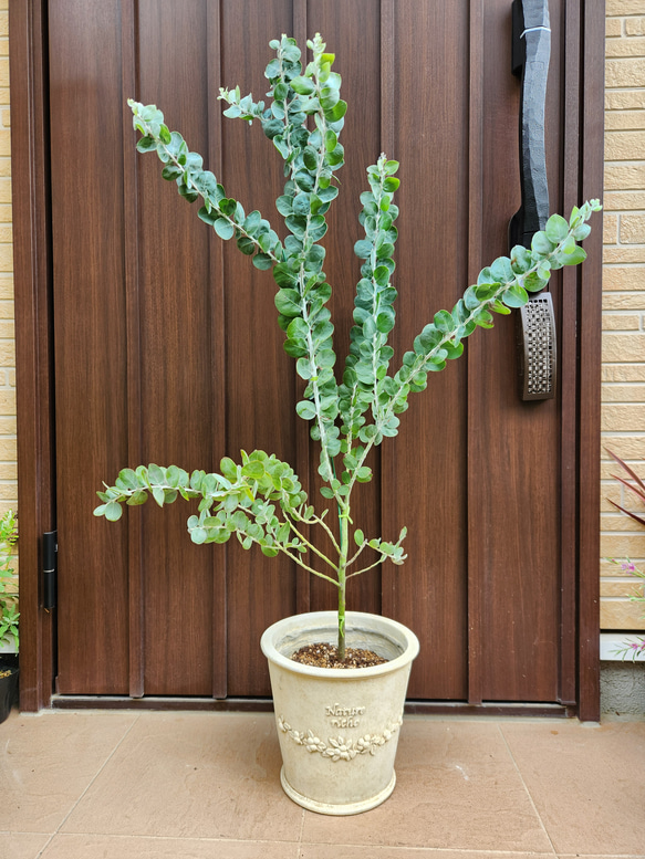 再販♡ パールアカシア アンティーク風テラコッタ鉢植え ミモザ