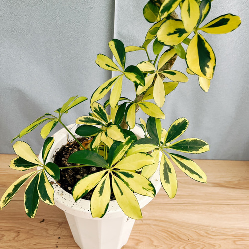 【現品】シェフレラ・ハッピーイエロー　曲がり　7号　茶鉢　（1） バルーン鉢カバー：アンティークブラウン】シェフレラ 'ハッピー