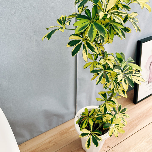 現品］♡美株♡ 4番 シェフレラ ハッピーイエロー 斑入り 曲がり 7号