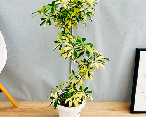 ［現品］7番　シェフレラ　グランディ　曲がり　7号　観葉植物　斑入　室内　可愛い 現品］7番 シェフレラ グランディ 曲がり 7号 観葉植物 斑入り