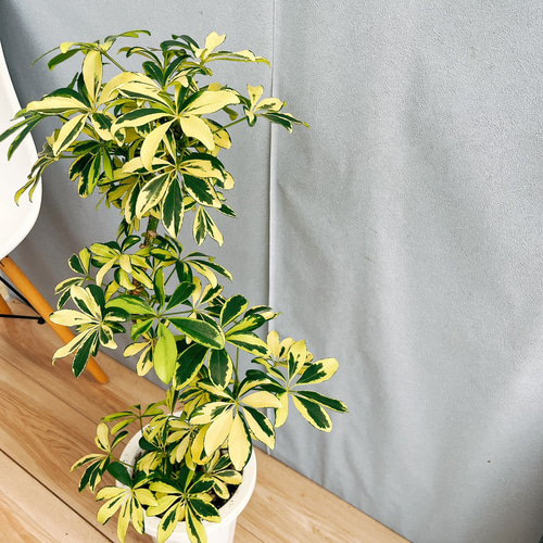 ［現品］7番　シェフレラ　グランディ　曲がり　7号　観葉植物　斑入　室内　可愛い 現品］7番 シェフレラ グランディ 曲がり 7号 観葉植物 斑入り